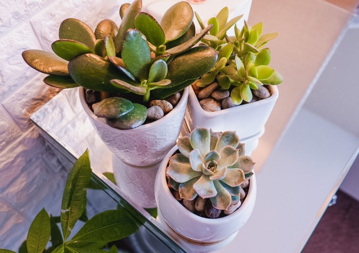 My new found love for&nbsp;succulents